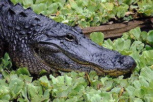 Alligators at Wheeler Wildlife Refuge In North Alabama