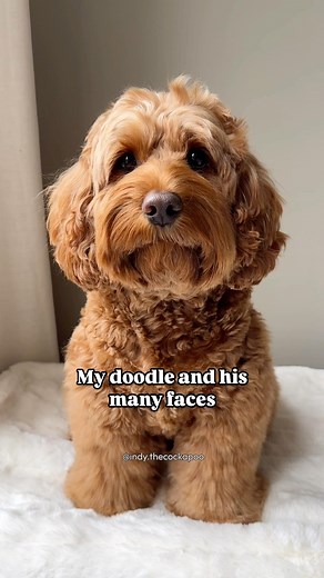 INDY THE COCKAPOO | I’m biased but I love them all😍 #cockapoo #fluffydog #doodles #happyfaces #happydog #spoodle | Instagram