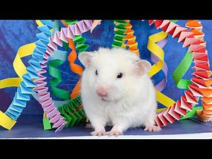 Hamster Escapes Room Maze [OBSTACLE COURSE] Prison Maze #2