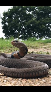 280K views · 2.6K reactions | Mozambique Spitting Cobra spitting venom into my camera! These snakes can spit venom directly into the eyes of a threat from up to 3m away. #reels #reelsfb #snakes #cobra #reptiles #wildlife #nature #southafrica #africa #createexplore #herpetology #herping #venomoussnakes | Odin Nelson | Facebook