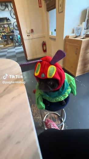 Cute Dog Halloween Costumes Inspired by The Very Hungry Caterpillar