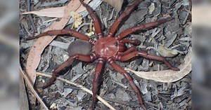 Study shows spiders may dream