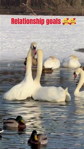Swan Love Dance – The Most Beautiful Courtship in Nature ❤️🦢