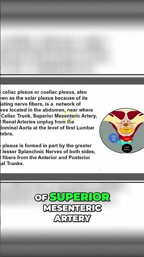 Celiac Plexus: Anatomy, Location, and Function Explained #shorts