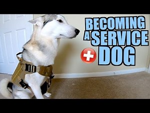 Becoming A Siberian Husky Service Dog!!
