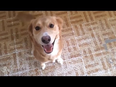 Dogs Greeting Their Humans