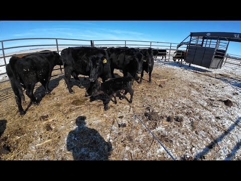 Calving begins, sorting Cattle