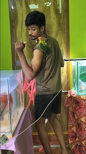 💥Peddodii update guys😄❤️#telugu #minivlog #trending #birds #dailyvlog #flowerhorn #fishrakesh #fish