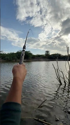 Catching Tilapia in small pond | fresh water Fishing | ￼ fish catch and ￼release￼. #fishing #blogger