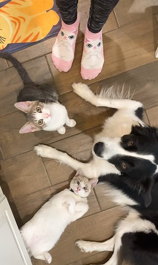 I asked my kitten to pose like the cats 🐱 🧦 | Bordernerd