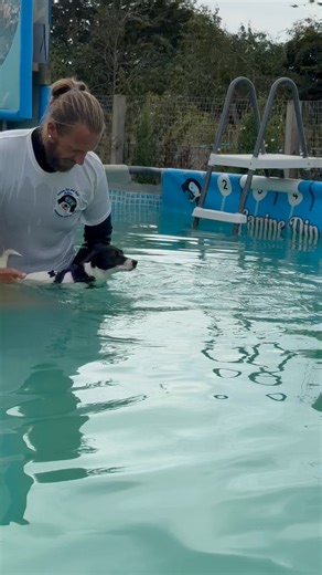 Jack Russell terrier Ziggy building up her swimming confidence 🐾💦💕🇬🇧 | Canine Dip and Dive Maldon