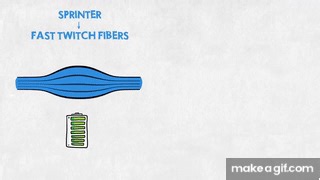 Easy Illustration of Muscle Fibre Types on Make a GIF