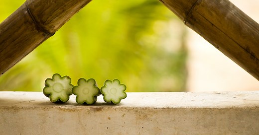 Microdosing San Pedro (mescaline) | Microdosing Institute