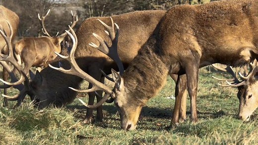 reindeer herd eating grass