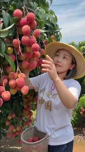 🍒 The Lychee Harvest Is So Satisfying! 😍🌿 Fresh Fruit Picking in the Farm#Lychee #FruitHarvest
