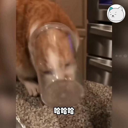 Meo: giải cứu meo meoooo -Tran- | Méo