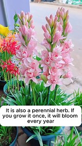 4.1K views · 25 reactions | Growing lilies at home is easy #garden #gardening #plants #planting #planthacks #gardenhacks #gardeningmakemehappy #gardeningtips #gardeningideas #gardeninspiration #gardenlove | Gardening Ideas | Facebook