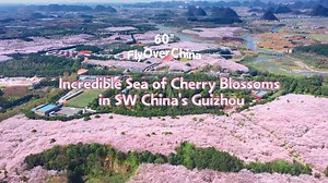 With the arrival of #spring, #cherryblossoms are in full #bloom in Guian New Area, southwest China's #Guizhou Province and there is an endless stream of tourists coming to enjoy the blossoms xhtxs.cn/StY | China Xinhua News