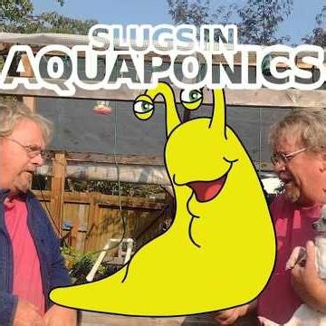 SLUGS IN AQUAPONICS #riverbearaquaponics