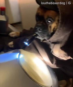 The mechanic looks a bit dodgy. 📹 Lou The Boxer Dog | 9GAG