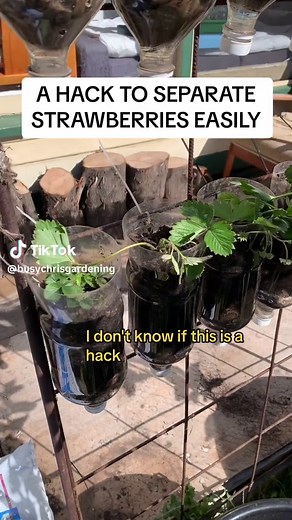 Easy Hack for Separating Strawberry Plants