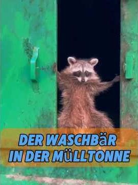 Ein streunender Waschbär wurde von einem freundlichen Mann aufgenommen. #tier #tiere