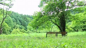 32K views · 2.9K reactions | 白馬村公式ムービー #SPRING 雪解けとともに色づく美しい白馬村の自然。 今年もぜひ現地でお楽しみください。 | 白馬村 | Facebook