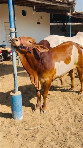 Cow Love 391 #cow #shorts #cowvideos #aicow