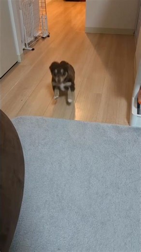 犬生一周目すぎる犬#チワックス#走り方変#チワワ#ダックス#パピー#子犬#生後2ヶ月#いぬのいる生活 #いぬのきもち #ビションフリーゼ #puppy #可愛い #みんな見て#見て損しない