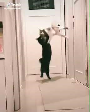 And his name is John Cena/part 1-cat version