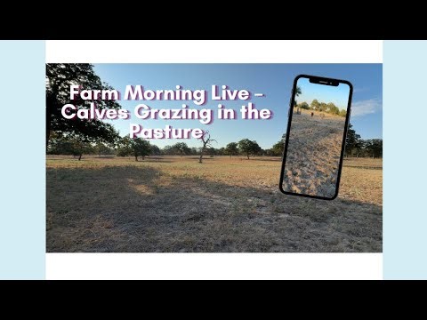 Farm Morning Live – Calves Grazing in the Pasture 🐮🌾 (Day 6)