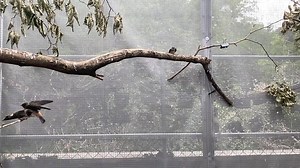 In the wild, swallows catch flying insects. In a rehabilitation setting, we help them hone their skills by offering bugs in the air on a hemostat. The young birds are building their flight muscles, and get better each day at maneuvering toward their target. | Wildlife Rehabilitation Center of Minnesota (WRC)