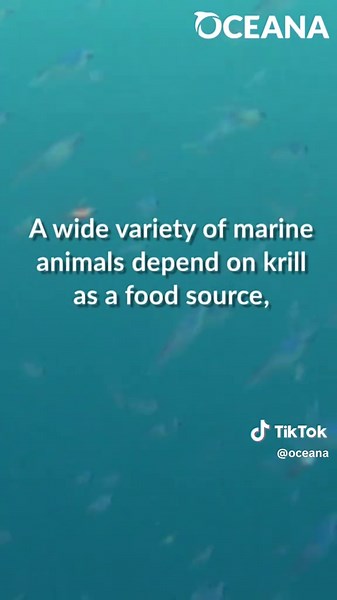 These tiny Antarctic krill have a huge impact globally! 🌏 These little guys are the MVPs of the marine food chain in the Southern Ocean—feeding everything from penguins to blue whales! 🐧🐋 🌟 Although these shrimp-like crustaceans only grow up to 2.5 inches long, they are likely the most abundant animal species on Earth in terms of biomass. 💬 Send this to someone who’s small but mighty! Learn more about Antarctic Krill and other ocean animals with our Marine Life Encyclopedia. Link in bio. #A