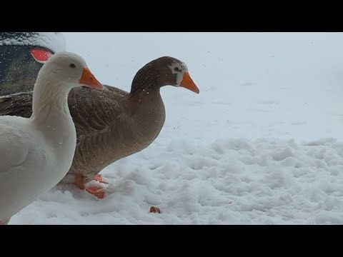 Hungry Female Geese