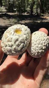 Good vs. Bad Puffball Mushroom (Calbovista subsculpta) Edible When Cooked