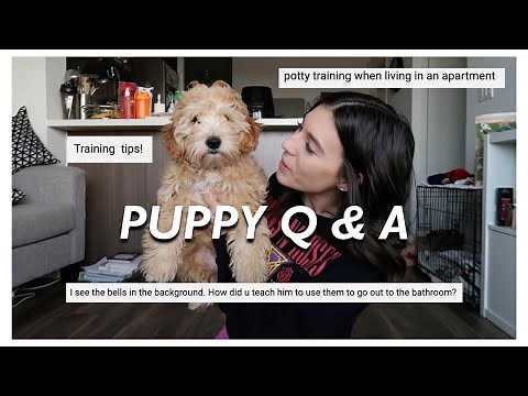 PUPPY Q&A | f1b mini goldendoodle crate training, potty training & how to train in an apartment!