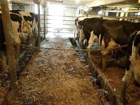 Showing the Steps of Milking a Cow