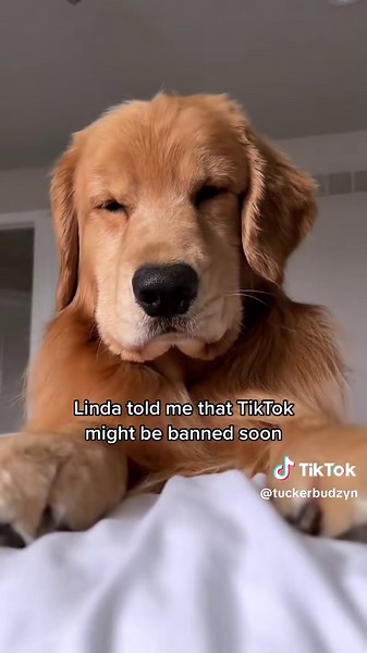 Farewell Tucker Budzyn: Remembering a Beloved Dog