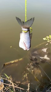 Awesome video of catching fish🐋🐟 | Random Joy Network