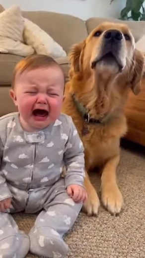 51K views · 1.4K reactions | Dog Sings to Soothe Crying Baby: The Most Heartwarming Moment  #cute #cutebaby #cuteanimals #cutedog #babyboy | Baby & Pets | Facebook