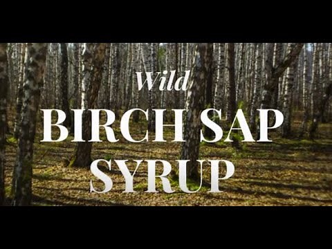 How to Make Birch Sap Syrup! Tapping into Nature's Sweetest Secret