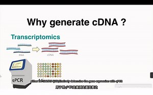 RNA逆转录合成cDNA的过程