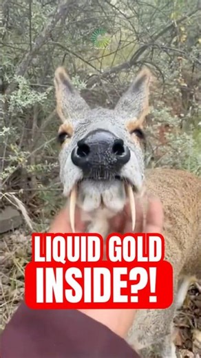 This Animal Carries Liquid Gold Inside Its Body…
