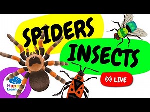🔴 LIVE: 🕷️🐞 Spiders and Insects | Fun Facts & Characteristics | Educational Video for Kids