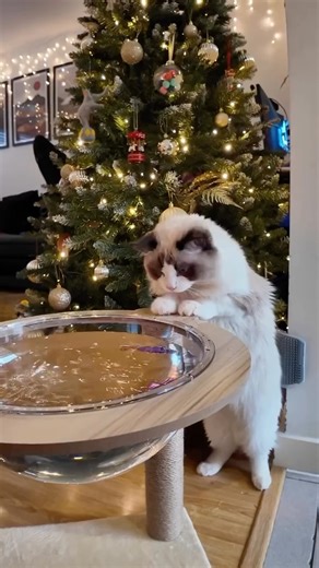 Atticus the Ragdoll Cat on Instagram: "DAY 2 of enrichment ideas🐠✨this scratching post is supposed to be a bed but when I was clearing out Atticus’ toys and found his fish I figured this made the PERFECT fish bowl toy! Every morning since this has been out he goes straight up to check his fish are still there and when they’re on it amuses him for hours!😻 100% recommend if you don’t have a kitty that will try and go for a swim😹🫶🏼 Make sure to like and follo