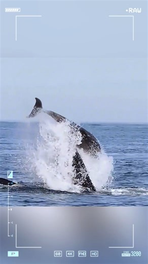 135K views · 2.3K reactions | Orca - the ocean's ultimate apex predator. #fypシ #animals #reel | LION- KING of forest | Facebook