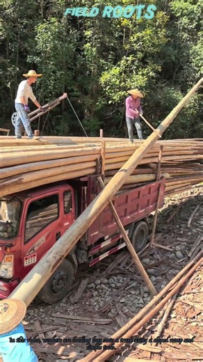 Manual Log Loading onto Truck | Forestry Operation