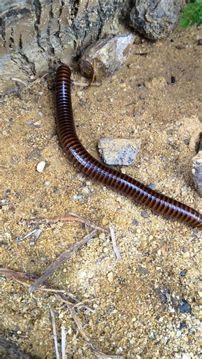 Catching giant millipede #shorts #millipede