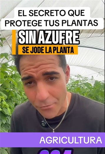 EL SECRETO que protege tus plantas, y es un Macronutriente. #agricultura #agronomia #fertilizantes #cultivos #plantas