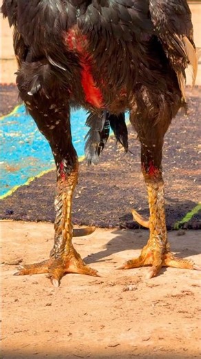 Best Pakistan Aseel Breeder #pets #petlover #chicken